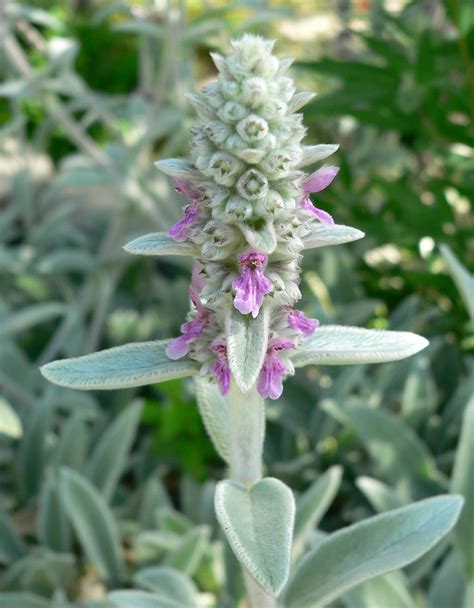 Stachys Byzantina Lambs Ears Perennial Herb Flower 40 Seeds