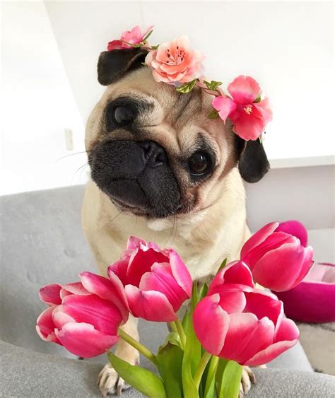 Pin By Ciel On Is So Cute Cute Pug Puppies Cute Baby Pugs Cute Dogs