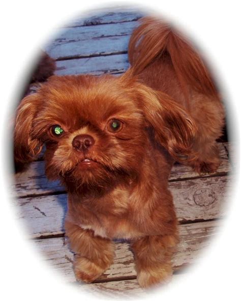 Piper Our Red Liver Girl Dog Pictures Shih Tzu Puppies