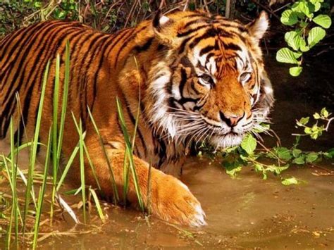 12 Best Wildlife Sanctuaries In Kerala