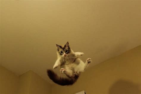 Animals Funny Amazing Creatures Jumping Cat Fav