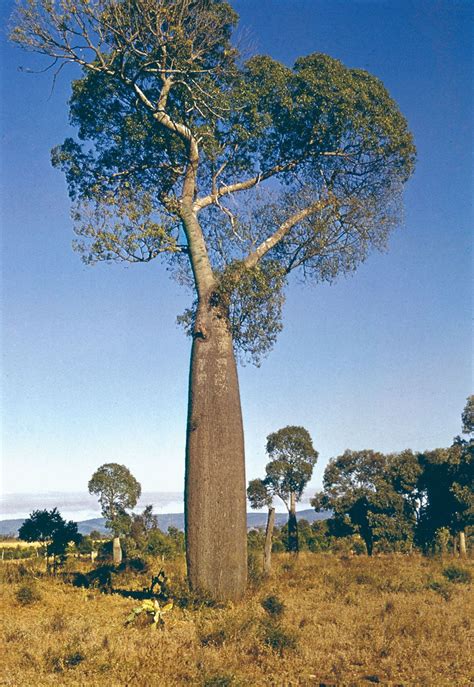 Bottle Tree Australian Decorative Ornamental Britannica