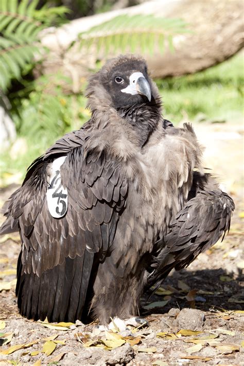 Wild Born Cinereous Vulture Explores Yard At Denver Zoo
