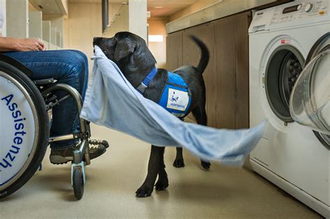 What Is Accreditation Assistance Dogs International