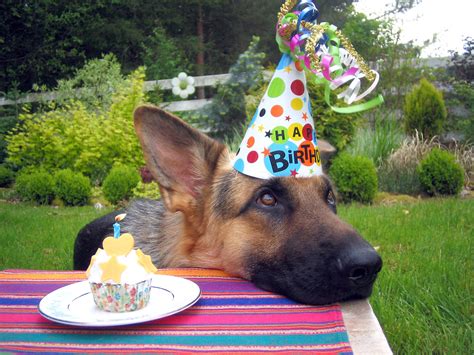 Have you ever hosted your own doggie birthday party? Birthday Dog | Mishka Dog celebrates his first birthday ...