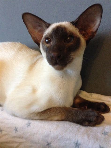 bruno chocolate point siamese siamese cats oriental shorthair cats pretty cats