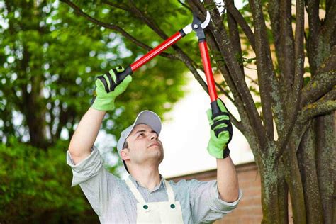 3 Tips On Pruning Trees And Shrubs Why How When