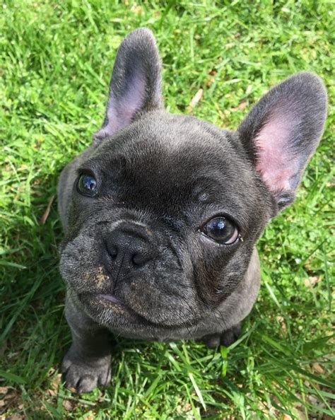 Blue brindle frenchie has a visible blue/grey coat with traces of brindle. Blue brindle French bulldog (With images) | French bulldog ...