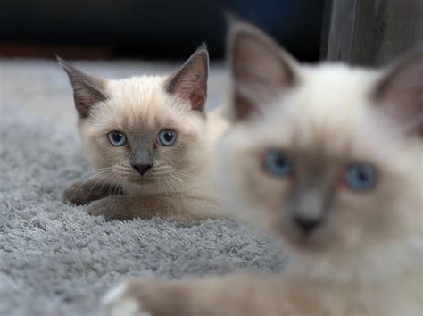 Have you ever known about siamese cats? How Much Do Siamese Cats Cost? • The Pets KB