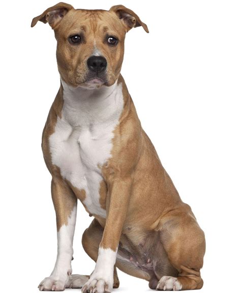Bulldog ve terrier cinsi köpeklerin çiftleştirilmesi ile türeyen; American Staffordshire Terrier Breeders - Complete ...