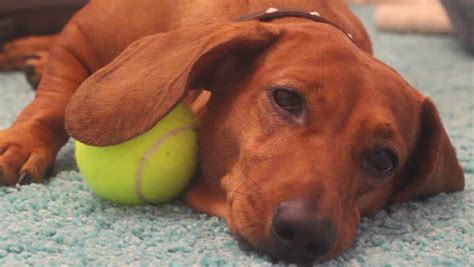 Sad Dog Laying On The Carpet With A Ball Stock Footage
