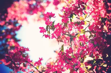 Pink flowers in bloom now. flowers pink bloom Bokeh - Wallpaper (#1342179) / Wallbase.cc