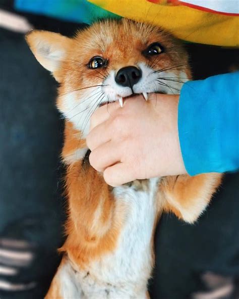 Juniper The Red Fox Domestic Fox Animals And Pets Funny Animals Wild