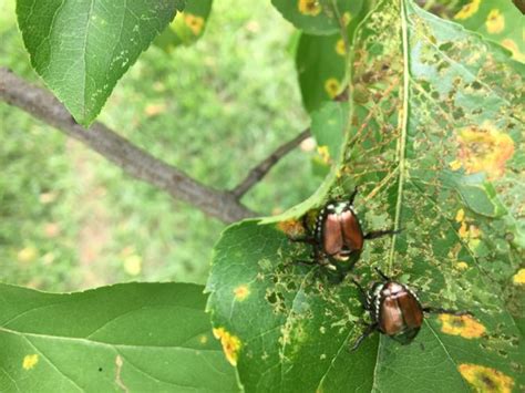How To Kill Japanese Beetles 9 Steps With Pictures Wikihow
