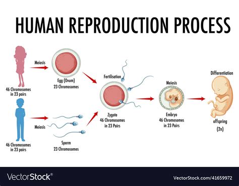 diagram showing human reproduction process vector image