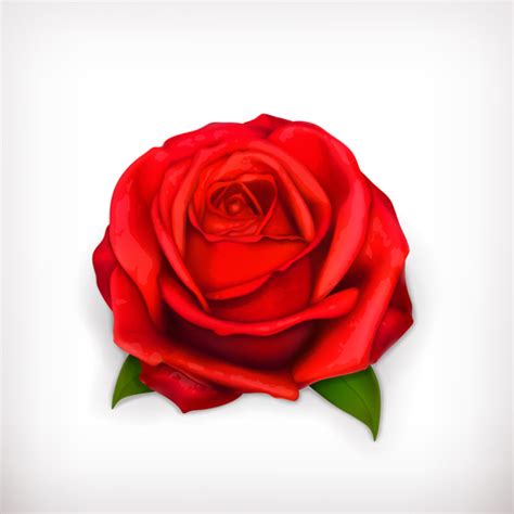 Red Rose Illustration Vector 04 Free Download