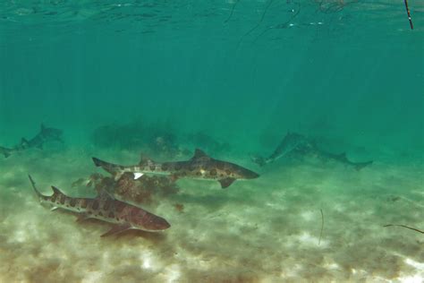 Best Time For Snorkeling With Leopard Sharks At La Jolla In San Diego 2021