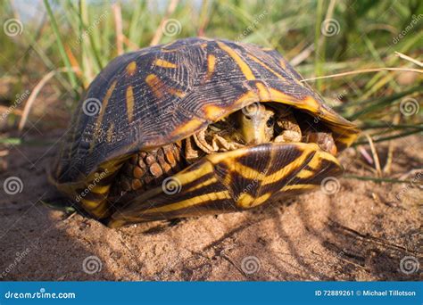 Ornate Box Turtle In Grass Royalty Free Stock Photography