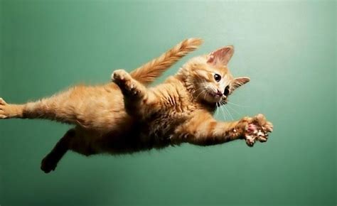 A Compilation Video Of Impressive Cat Jumps And Hilarious Failed