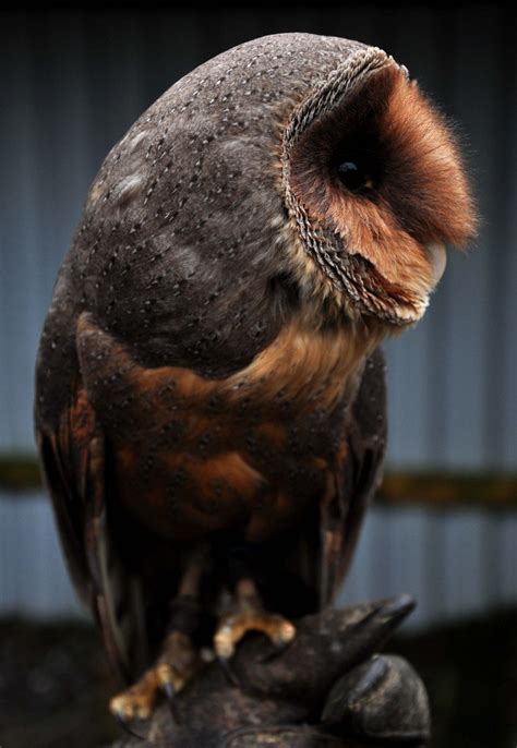 Owlsdaymelanistic Barn Owl By Glenn Mcnaughton On Flickrmelanism