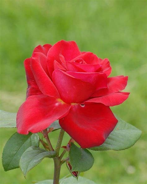 Pin De Kallol Bhattacharya En My Rose Flores Bonitas Flores Rosas
