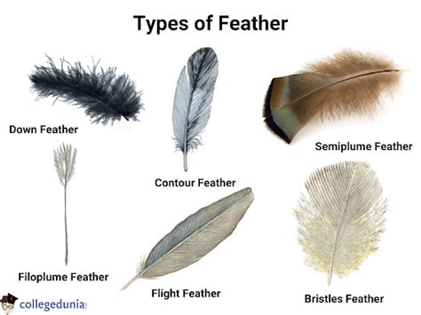 Feather Parts Types Functions And Uses