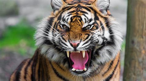 Download 46 Tiger Roar Wallpaper Iphone Gratis Postsid
