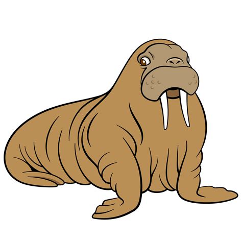 Walrus Drawing Free Download On Clipartmag