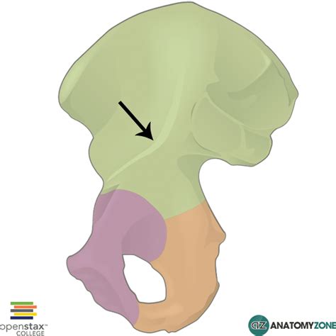 Arcuate Line Of Pelvis Anatomyzone