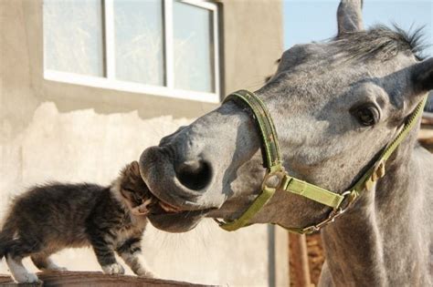 We did not find results for: horse + kitten | Horses, Cute kitten gif, Herding cats