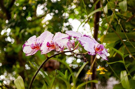 Flor Nacional De Colombia ¡conoce Todo Sobre Ella