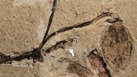 164 Million Year Old Plant Fossil Is The Oldest Example Of A Flowering