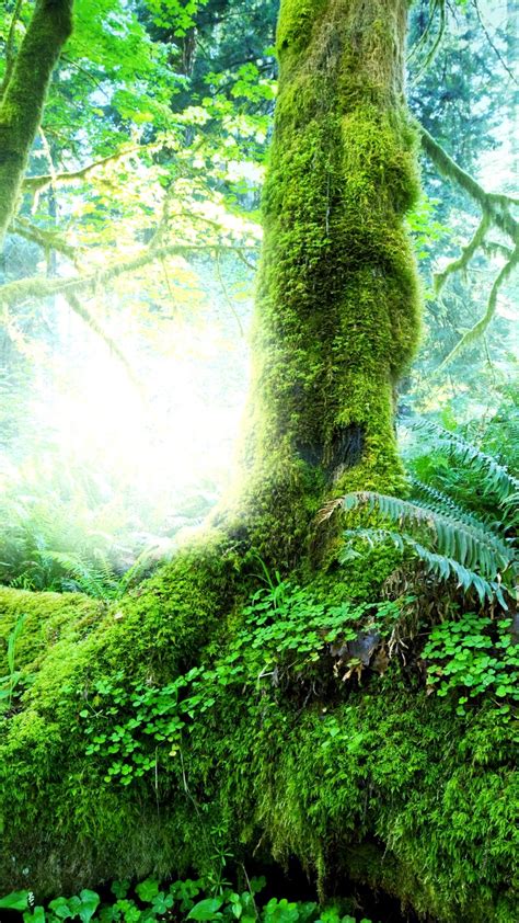 Wallpaper Tropical Forest Trees Moss Green 3840x2160 Uhd 4k Picture