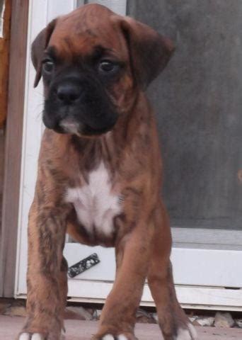 Very cute super well tamed, magnificent, lovely and charming great dane puppies(100% pure. AKC Boxer puppies for Sale in Colorado Springs, Colorado ...