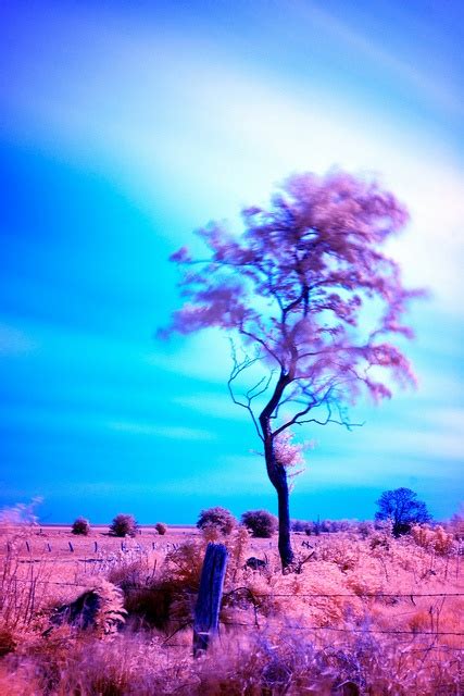 Purple And Blue Lone Tree Photography World Of Color Tree Photography