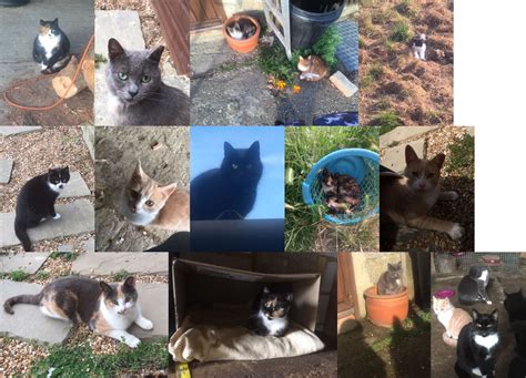 This Colony Of Feral Cats At A Farm Were Neutered Via Our Trap