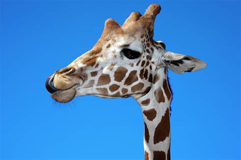giraffe licking its nose photograph by geri lavrov fine art america