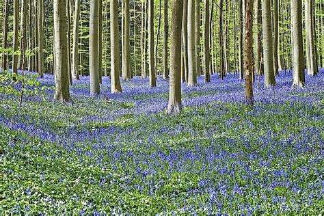 Hallerbos The Unique Blue Forest Of Belgium