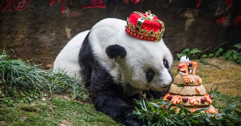 Worlds Oldest Panda Basi Dies China Age 37 Zoo Panda In Museum Cbs News