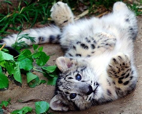 15 Awesome Facts About Snow Leopards That Will Make You