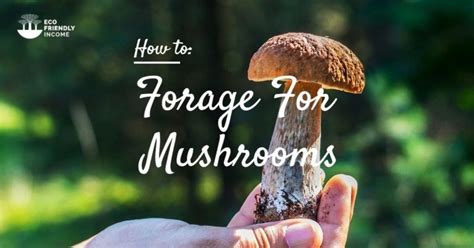 Boreal Forest Mushrooms Foraging And Identification Guide