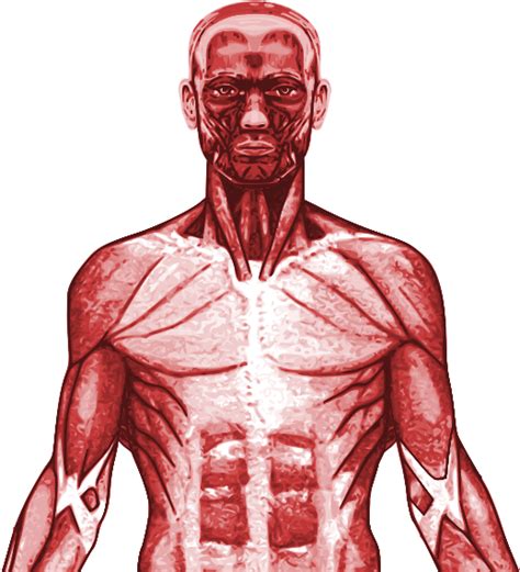 New Specification Gcse Pe Muscular System Powerpoint Pectoralis Major