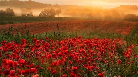 1920x1080 1920x1080 Poppies Nature Field Landscape