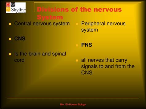 Ppt The Nervous System Powerpoint Presentation Free Download Id820103