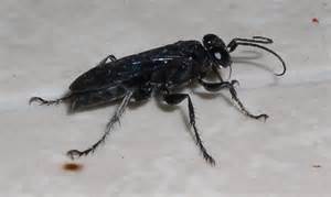 Flying Black Bug Liris Bugguidenet