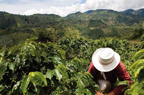 Nespresso es el líder mundial en máquinas y tecnología en preparación de café. Nespresso announces investment in post-conflict Colombian ...