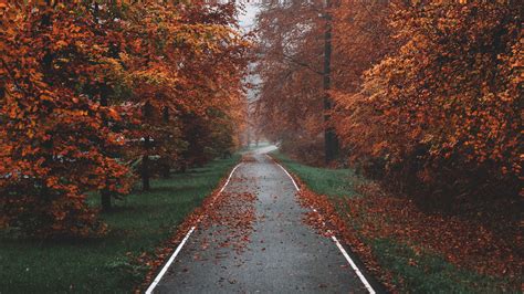 Download Wallpaper 3840x2160 Pathway Trees Fog Autumn