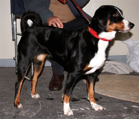 Appenzeller Sennenhund Puppies Rescue Pictures Information