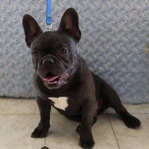Looking for an intelligent dog who gets along really well with children? French Bulldog Puppies for Sale in PA | French Bulldog Puppy Adoptions