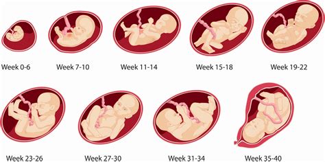 Pregnancy Calendar Weeks To Months
